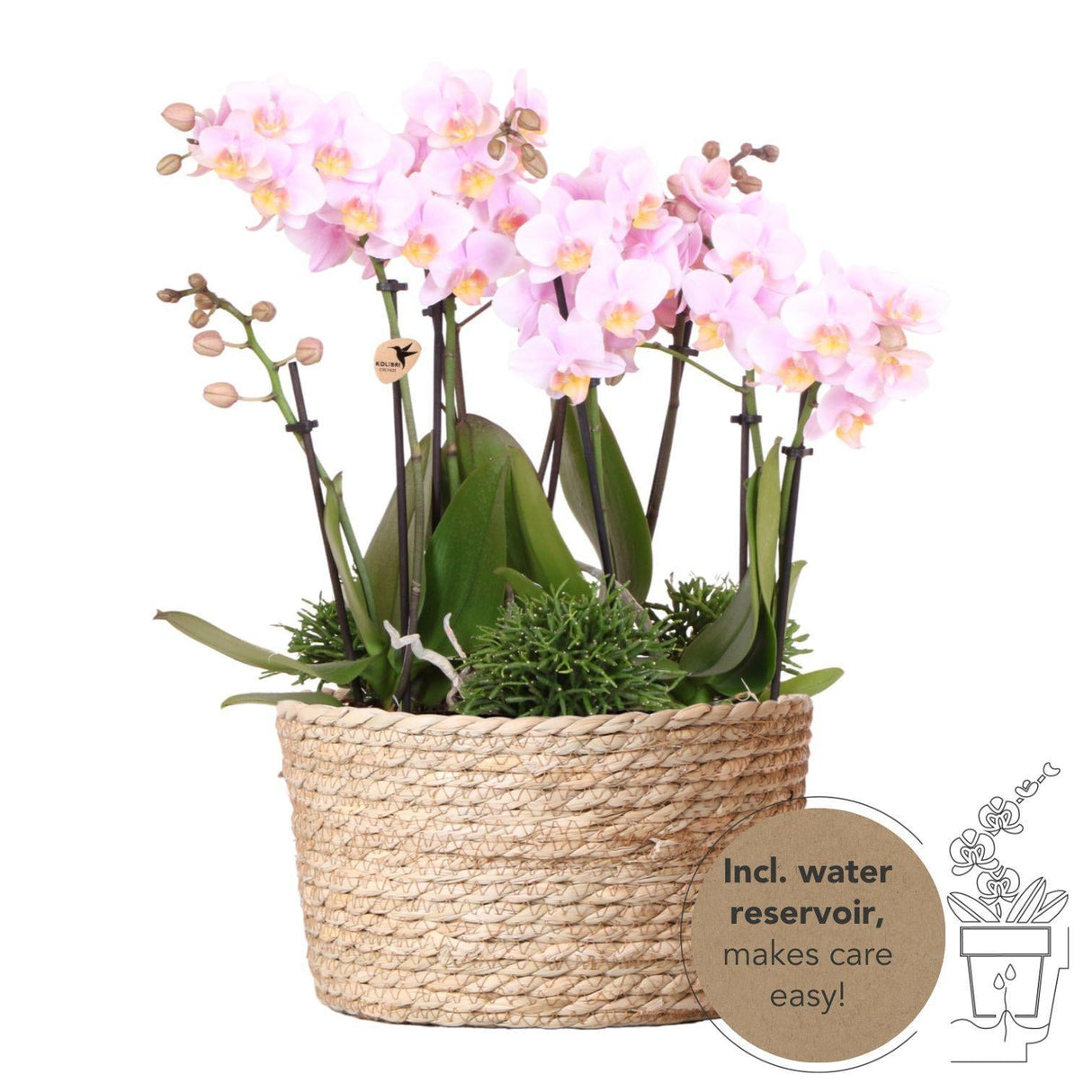 Livraison plante Panier d'orchidées et Rhipsalis avec réservoir d'eau intégré.