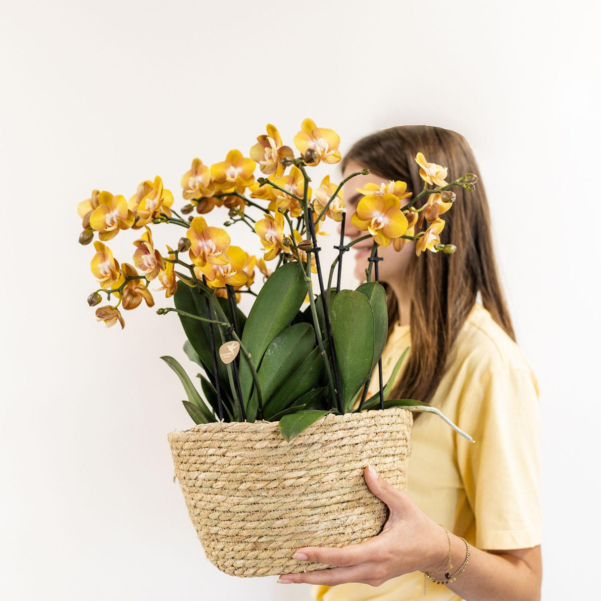 Livraison plante Panier en osier avec 3 orchidées orange et réservoir d'eau intégré