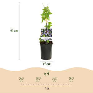 Livraison plante Passiflora Rainbow – Lot de 4 – Pot 11 cm – Hauteur 40 cm