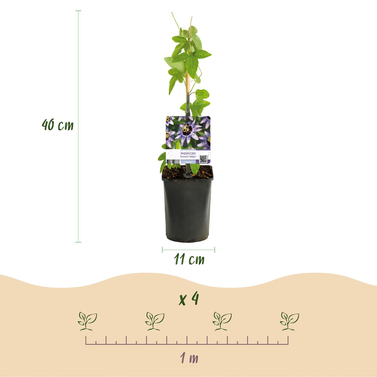 Livraison plante Passiflore Tricolore – Lot de 3 – Pot 11 cm – Hauteur 40 cm