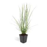 Livraison plante Pennisetum alopecuroides Hameln