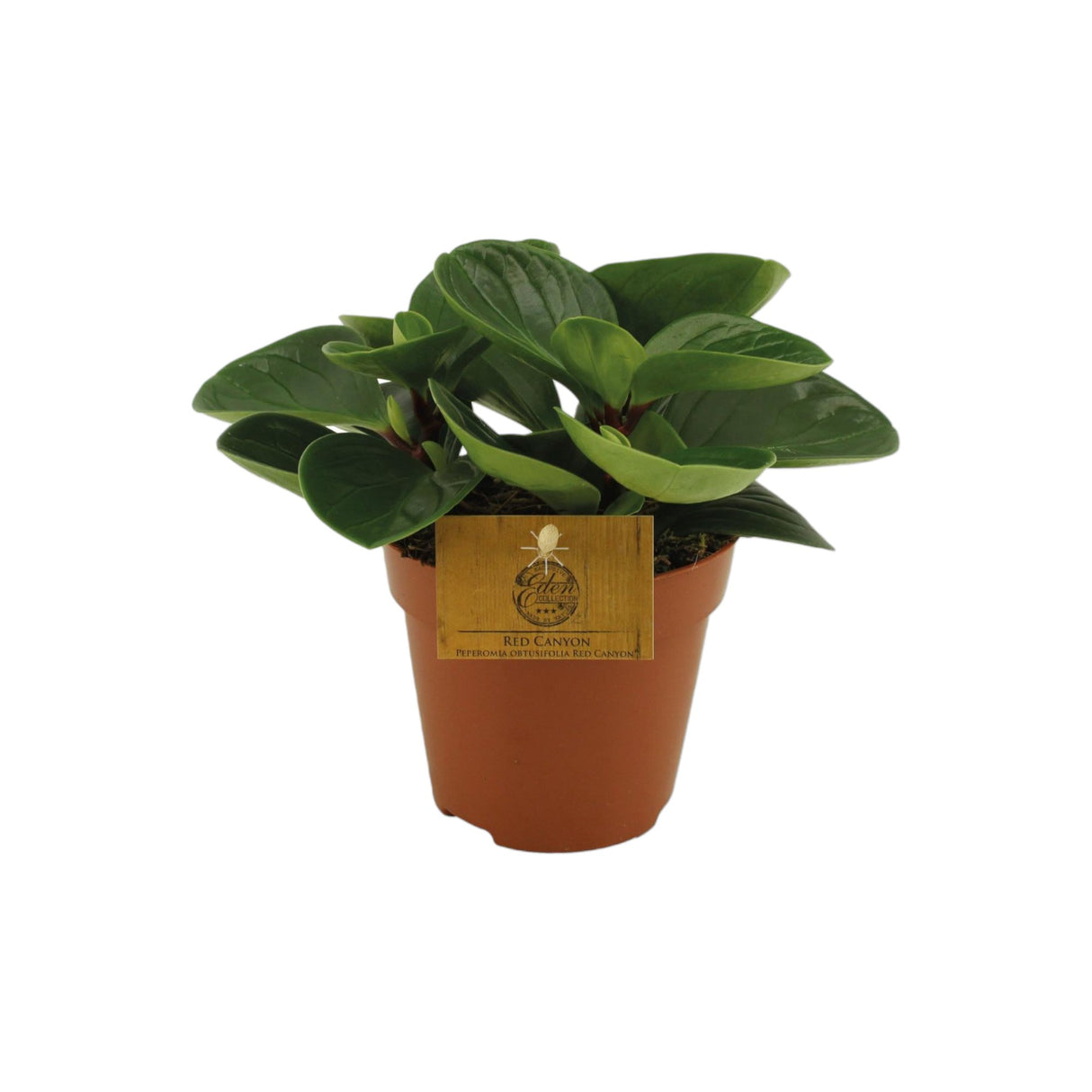 Livraison plante Peperomia Red Canyon