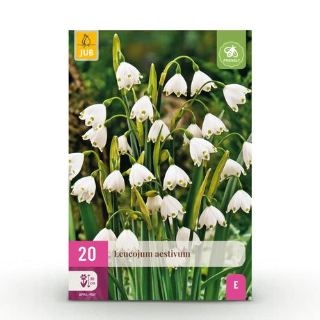 Livraison plante Perce - neige d'été Leucojum aestivum – Lot de 20 bulbes