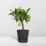 Livraison plante Petit citronnier h35cm