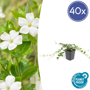 Livraison plante Petite Pervenche 'Alba'