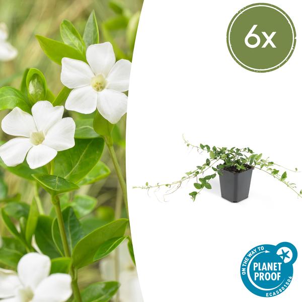 Livraison plante Petite Pervenche 'Alba'