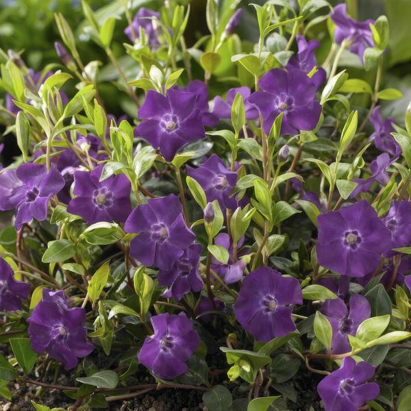 Livraison plante Petite Pervenche 'Atropurpurea'