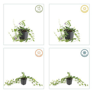 Livraison plante Petite Pervenche 'Atropurpurea'