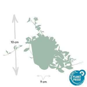 Livraison plante Petite Pervenche (Vinca minor)