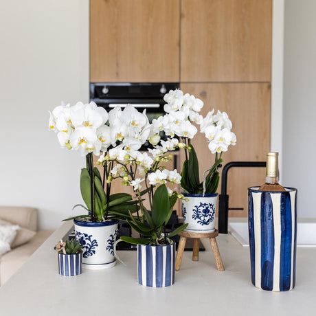 Livraison plante Phalaenopsis Amabilis blanche en pot Painted Stripe bleu