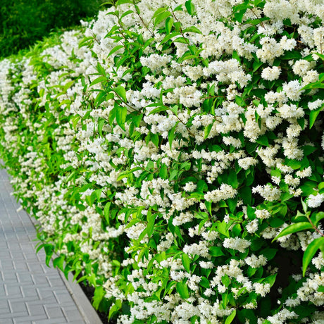 Livraison plante Philadelphus Snowbelle – Pot 17 cm – Hauteur 45 cm