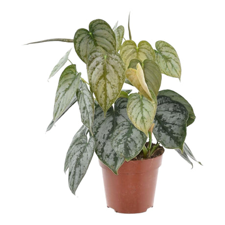 Livraison plante Philodendron Brandtianum