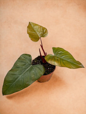 Livraison plante Philodendron Dark Lord