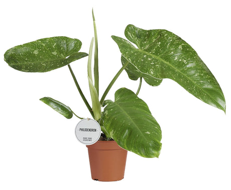 Livraison plante Philodendron Jose Buono