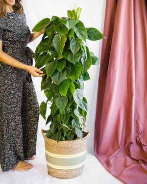 Philodendron Scandens