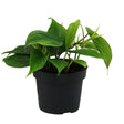 Livraison plante Philondendron Scandens