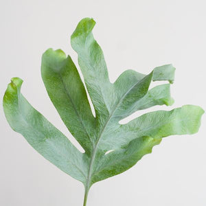 Livraison plante Phlebodium Aureum 'Blue Star' et son pot