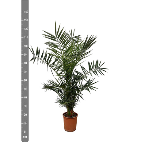 Livraison plante Phoenix Canariensis