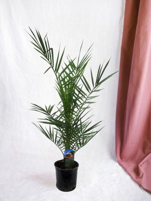Phoenix Canariensis - 90 cm - Ø15cm