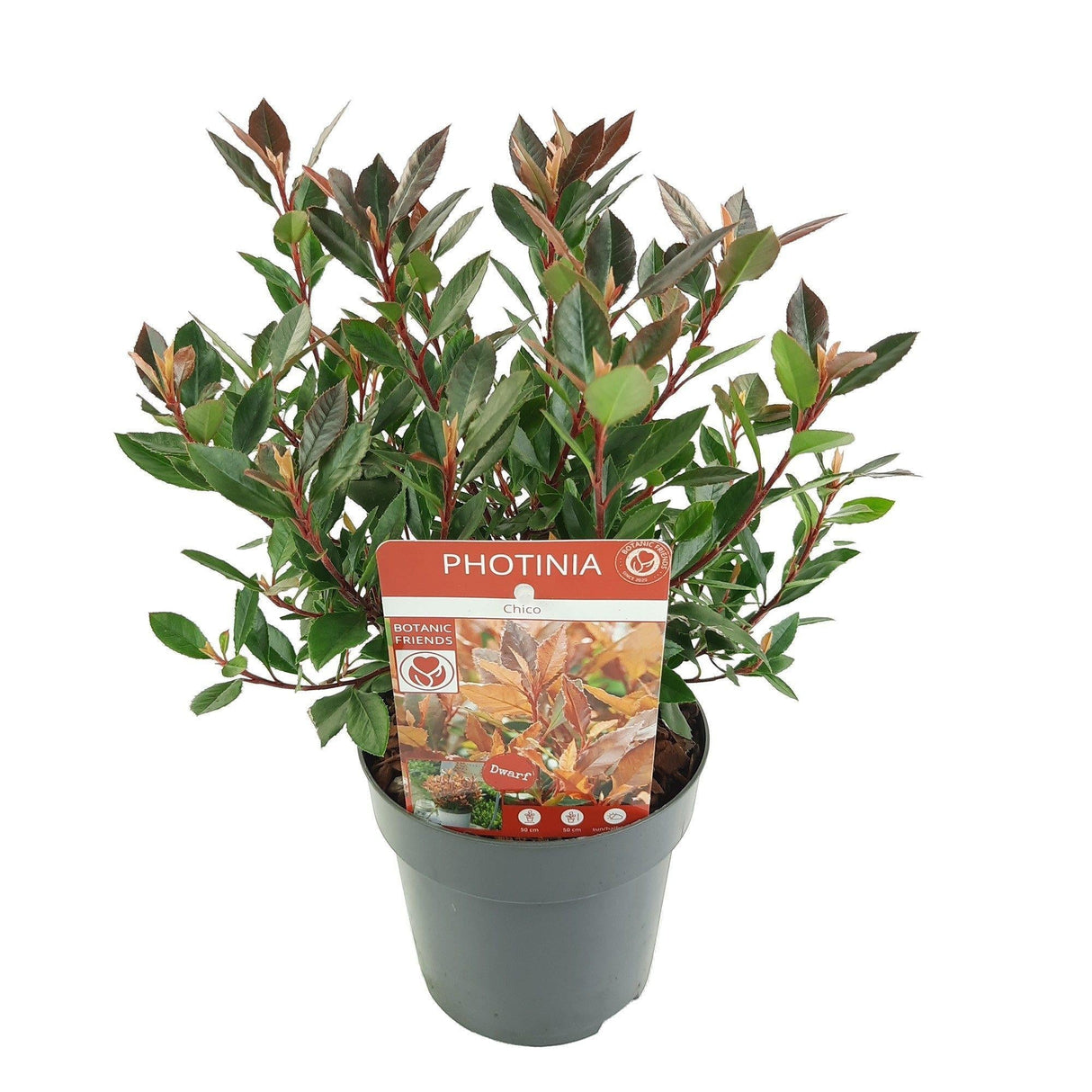 Livraison plante Photinia fras. 'Chico'® - ↨20cm - Ø13cm - arbuste extérieur