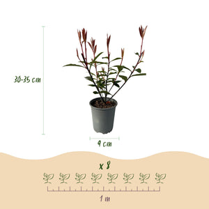 Livraison plante Photinia fraseri Carre Rouge – Lot de 8 – Hauteur 30 - 35 cm