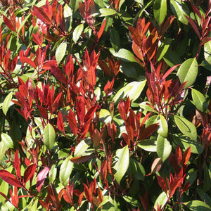 Livraison plante Photinia fraseri Carre Rouge – Pot 19 cm – Hauteur 90 cm