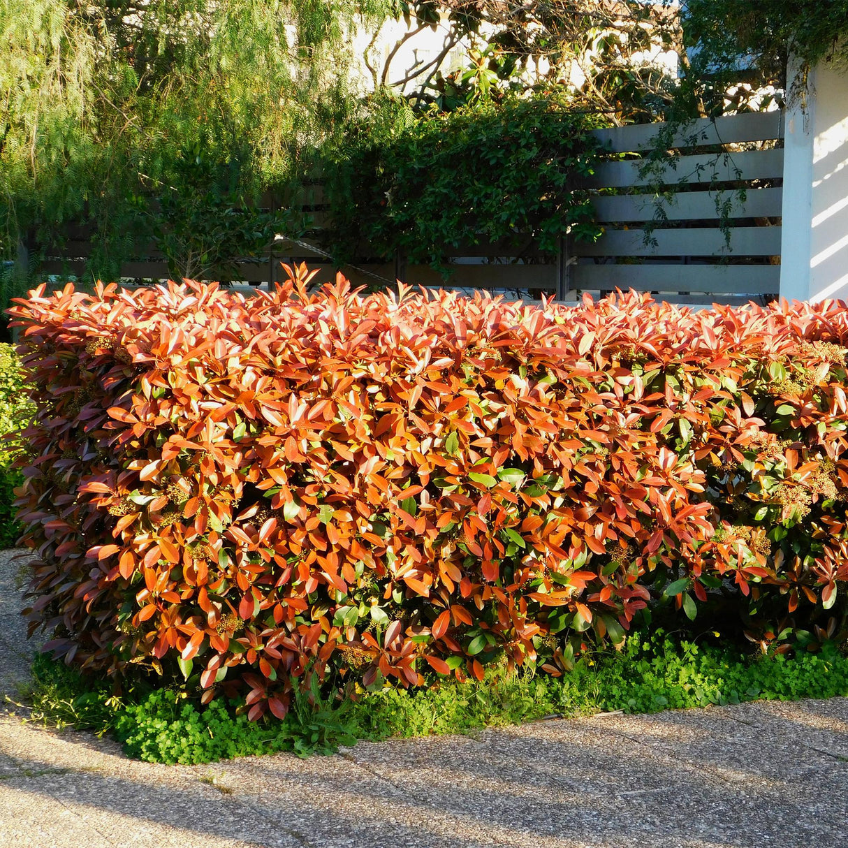 Livraison plante Photinia Little Red Robin – Lot de 8 – Hauteur 30 cm