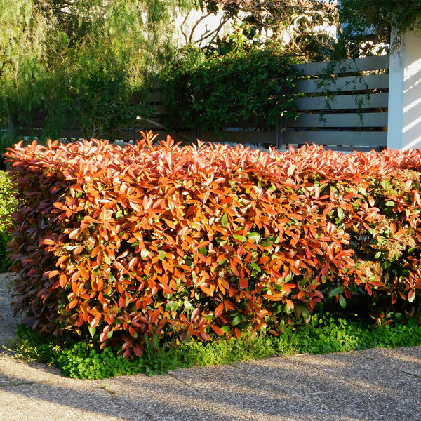 Livraison plante Photinia Little Red Robin – Lot de 8 – Hauteur 30 cm