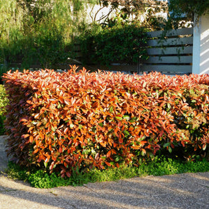 Livraison plante Photinia Red Robin – Lot de 6 – Pot 17 cm – Hauteur 55 cm