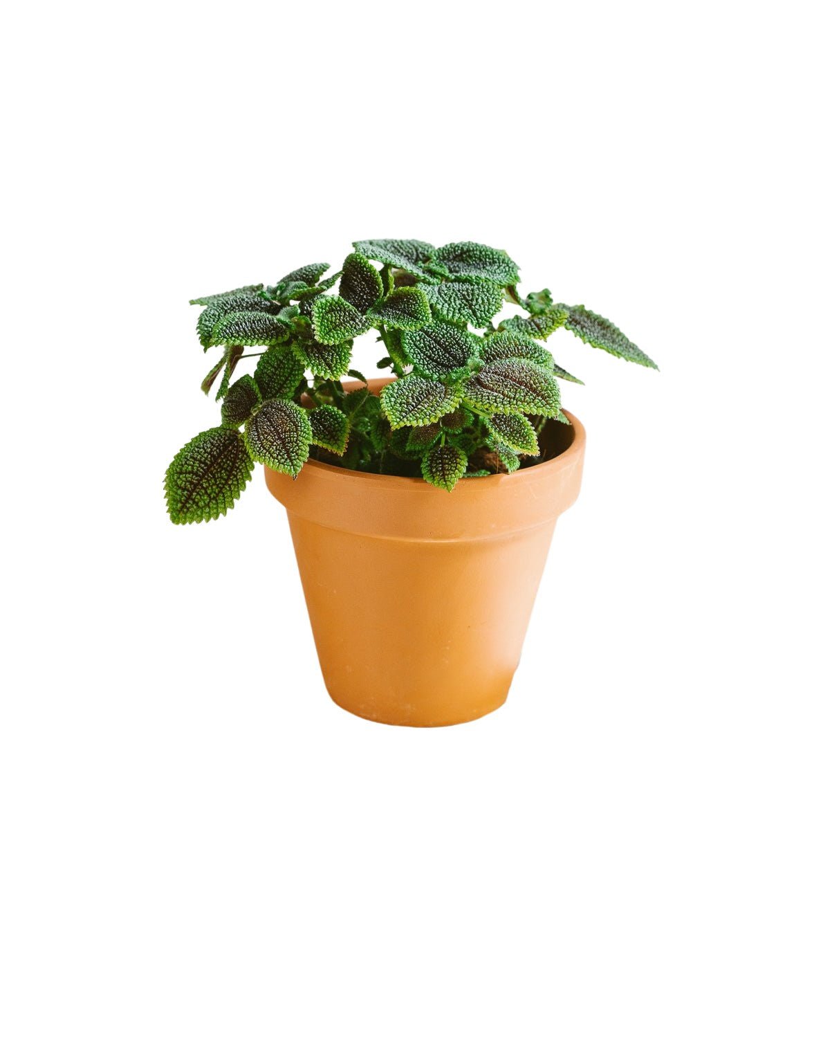 Livraison plante Pilea Involucrata (M)