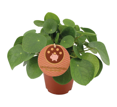 Livraison plante Pilea Peperomioides