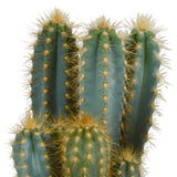 Livraison plante Pilosocereus Azureus - cactus d'intérieur