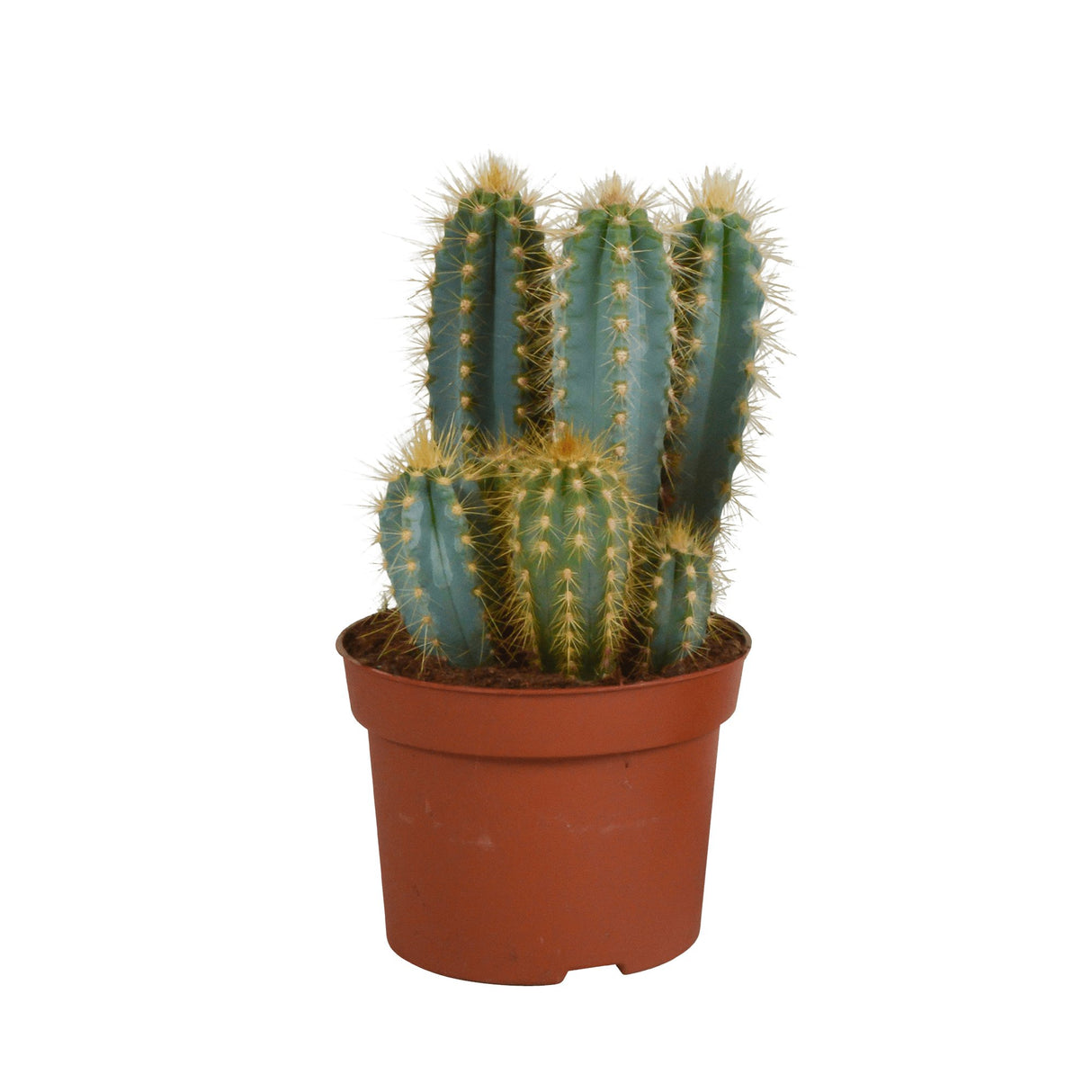 Livraison plante Pilosocereus Azureus - cactus d'intérieur