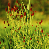 Livraison plante Pimprenelle officinale Tanna