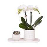 Livraison plante Plante Phalaenopsis Orchidee et Succulent avec Pot Céramique