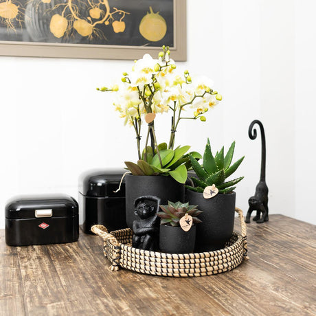 Livraison plante Plateau Tressé Noir - Accessoire Maison