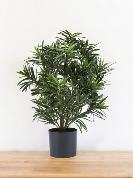 Livraison plante Podocarpus - Plante verte artificielle