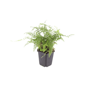 Livraison plante Polystichum fougère à peigne