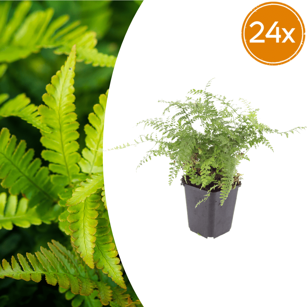 Livraison plante Polystichum fougère à peigne