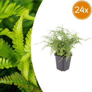 Livraison plante Polystichum fougère à peigne