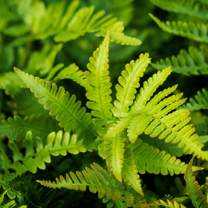 Livraison plante Polystichum fougère à peigne