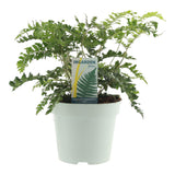 Livraison plante Polystichum Polyblepharum 'Jade'