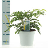 Livraison plante Polystichum Polyblepharum 'Jade'