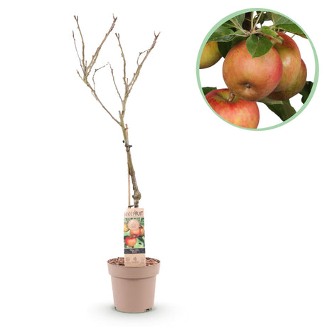 Livraison plante Pommier Elstar – Lot de 1 – Pot 21 cm – Hauteur 90 cm