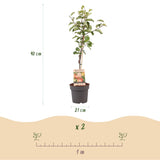Livraison plante Pommier Elstar – Lot de 1 – Pot 21 cm – Hauteur 90 cm