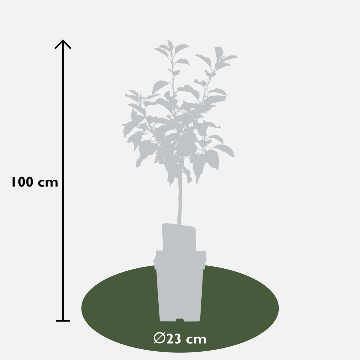 Livraison plante Pommier Malus mix Lot de 2 - ↨100cm - Ø23 - arbre fruitier