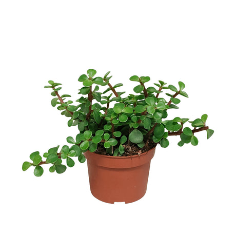 Livraison plante Portulacaria Afra - plante grasse d'intérieur