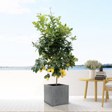 Livraison plante Pot Block Gris 30cm