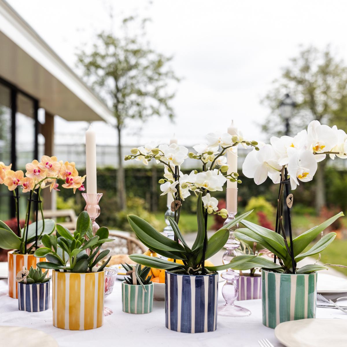 Livraison plante Pot décoratif à rayures peintes - Jaune