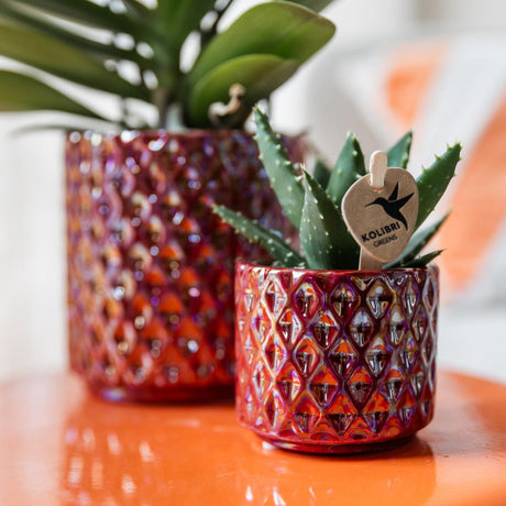 Livraison plante Pot Diamond Pearl Rouge